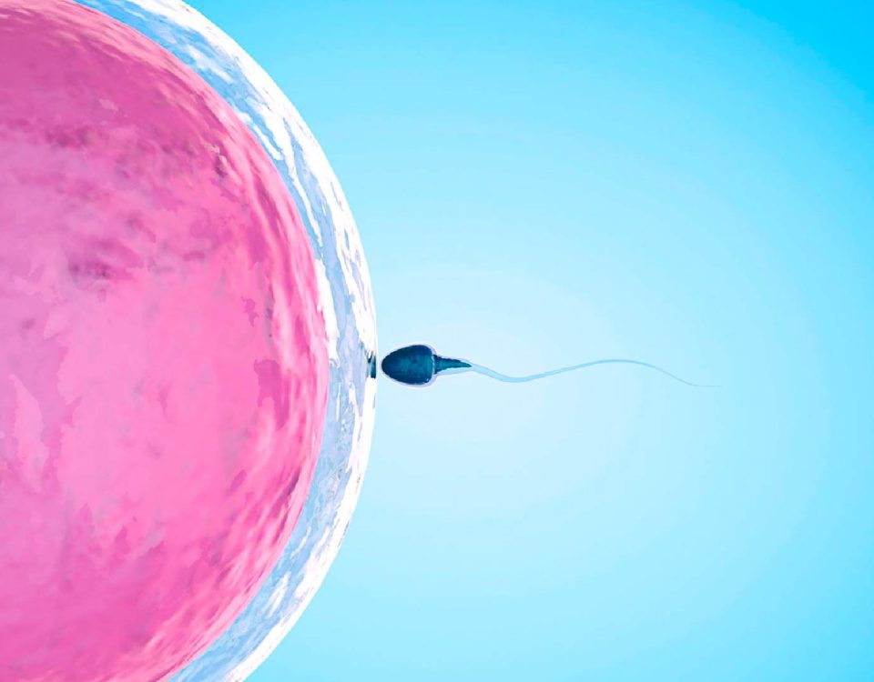 Sperm entering the egg